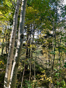 Autumn Woodland in the Scottish Highlands